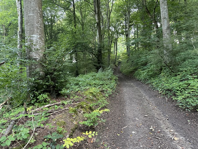 Les hêtres deviennent plus nombreux en entrant en forêt du Hellet.