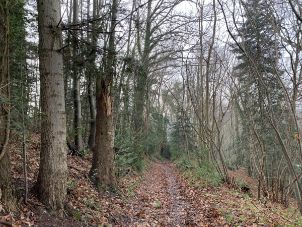 Bois des Criquets au-dessus du château d'Asnières.