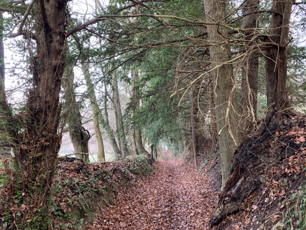 Nous avons longé le parc du château du Val Séry et son grand camping, et nous descendons maintenant ce chemin creux vers la Mare Noury.