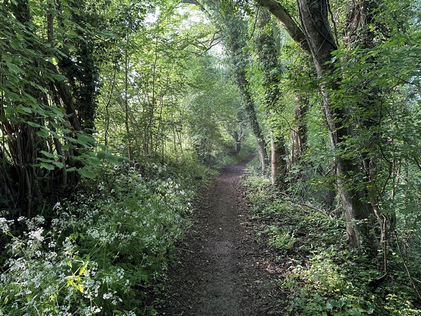 Le chemin suit un couloir de verdure sur une grande partie de sa longueur.