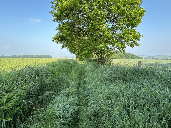Nous suivons maintenant le Chemin de la Braconne en direction du bois de la Plante et de la vallée du Crevon.