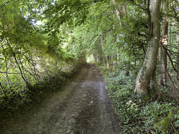 Le Chemin de la Braconne avance ici en lisière du bois de la Plante, avant de traverser les bras du Crevon.