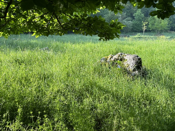 Voilà un exemple de chaos de poudingue. Ce sont des conglomérats rocheux, vestiges de l'ère glacière. Des blocs massifs de poudingue ont été utilisés pour constituer le rempart du château de Blainville. (ref Château de Blainville, Etudes Normandes 1976)