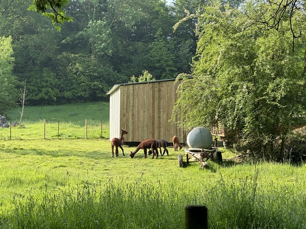 Autre curiosité de ce chemin du Bois des Pierres : un élevage de lamas !