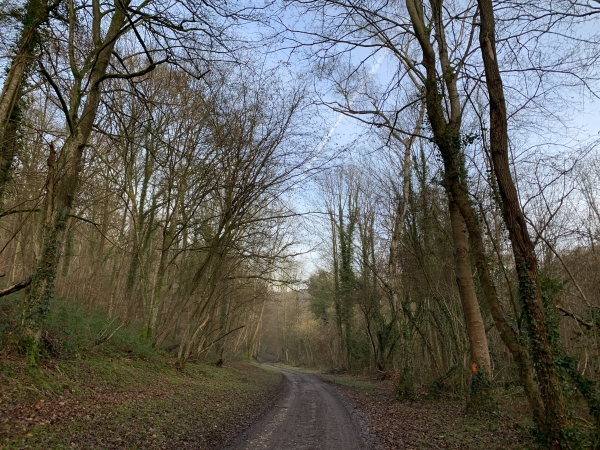 Rapidement, le Chemin de la Fontaine devient un vrai chemin, entouré par le Bois du Thuit à gauche et le Bois Guyot à droite.