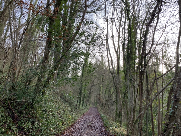 Nous continuons notre marche dans le Bois Guyot en direction de Noyers. Depuis le départ, le chemin monte tranquillement, et après le lavoir le pente est plus importante, mais rien de méchant.