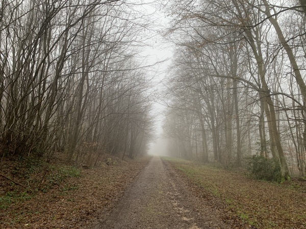 Nous entrons en forêt domaniale de Lyons par le Chemin de la Croix Mesnil.