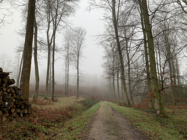 Nous suivons la route forestière du Gaffé qui va nous conduire jusqu'à la vallée de la Lieure.