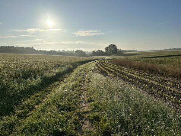 La rue des Prairies devient un chemin dès la sortie du bourg. Il traverse la plaine agricole en direction du Ravin aux Frênes.