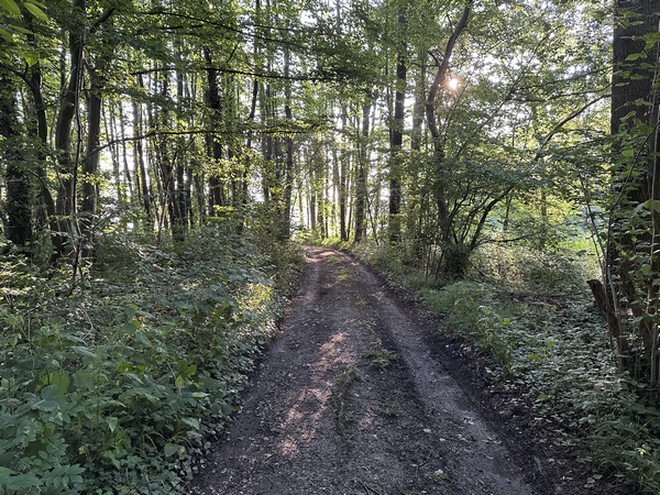 Bois du Ravin aux Frênes.