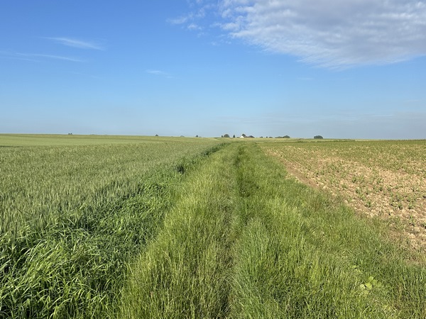 Après Flamanville, nous traversons la plaine agricole de la Butte de Martainville.