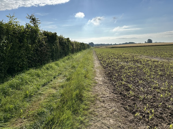 Nous quittons la D13b pour suivre le Chemin du Bosquet. Le long de ce chemin, une haie de 715 mètres a été plantée avec l'aide des écoliers de Grainville-sur-Ry. La haie est composée de cornouillers, de troènes d'Europe, de charmes, de viornes et de bourdaines.