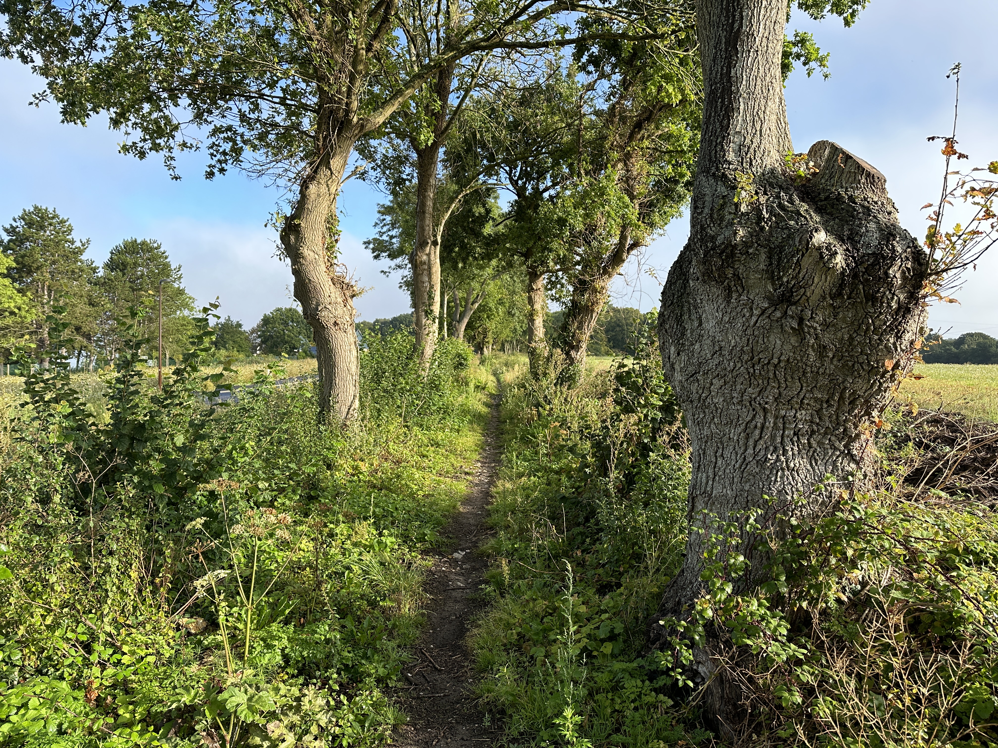 Sur le plateau nous trouvons le GR2, et le suivons pour entrer en forêt domaniale du Trait-Maulévrier.