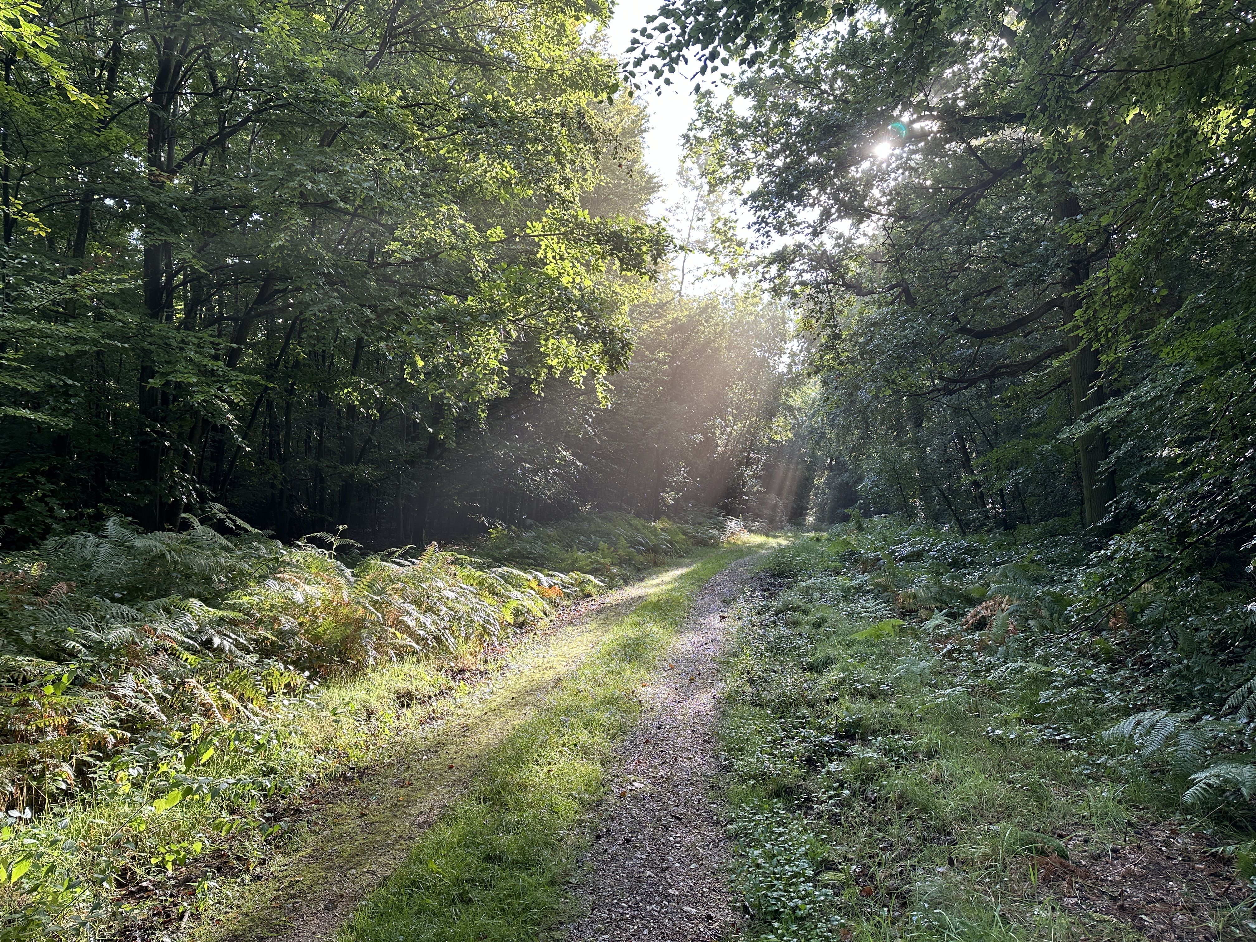 Nous descendons sur ce large chemin qui ondule vers la D20.