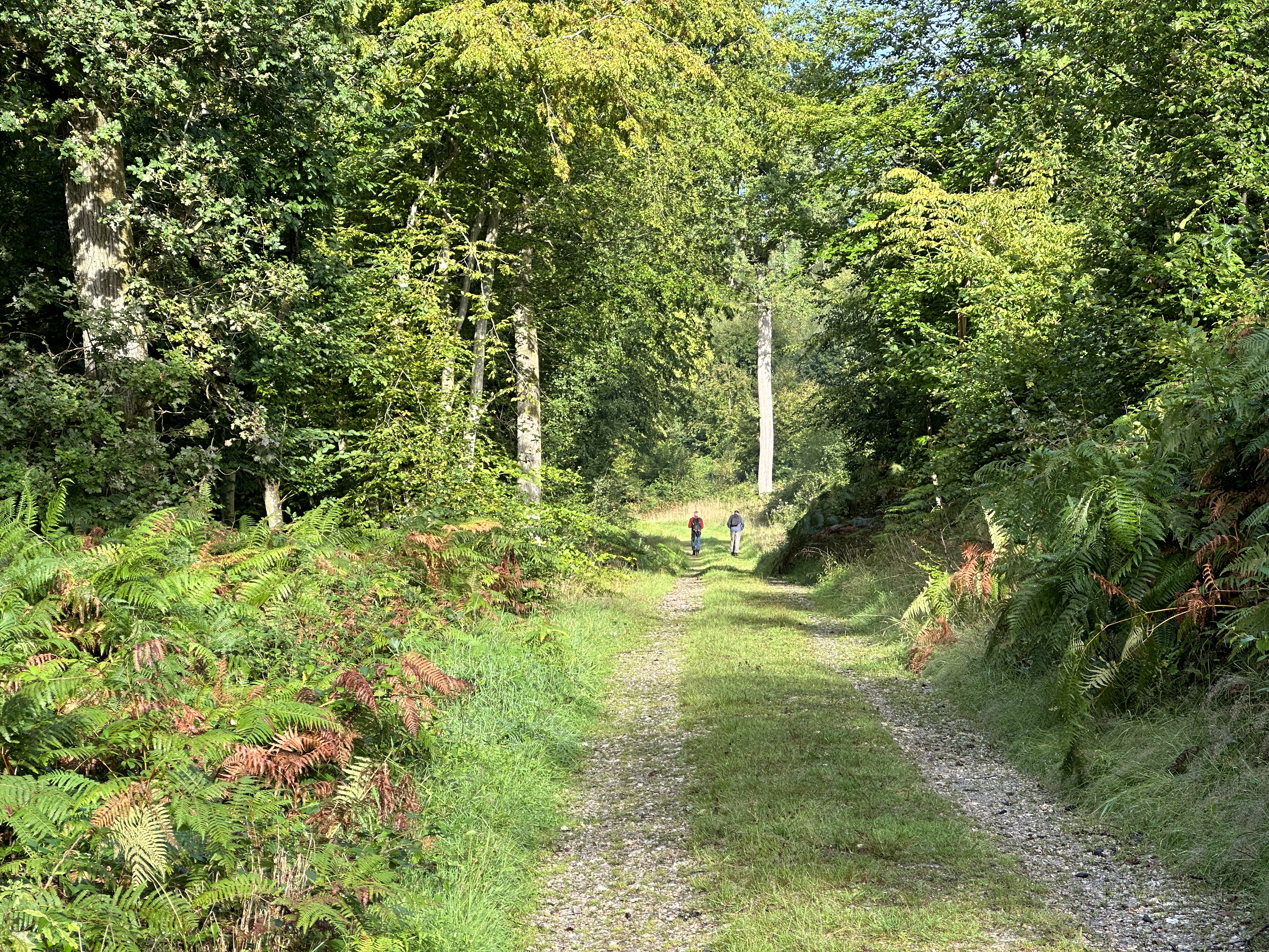Le chemin monte en pente douce entre les fougères qui arborent déjà leurs premières couleurs d'automne.