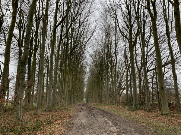 Nous entrons dans l'ancienne allée du château de Bosmelet. Si vous marchez jusqu'au bout de l'allée, vous verrez le château sur votre droite.