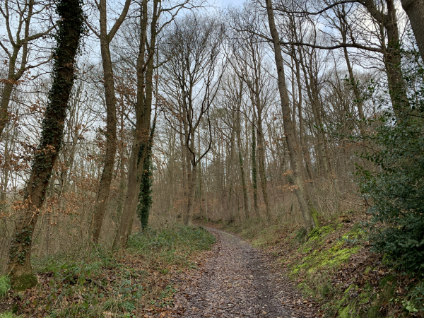 Après avoir suivi la rue du docteur Piau, nous montons dans le bois de Maubuisson.