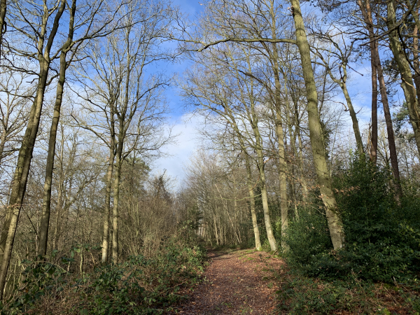 Bois des Bruchettes, nous approchons du bois des Loquerais. Entre les deux bois, le chemin disparaît des cartes un peu anciennes, mais il est bien là.