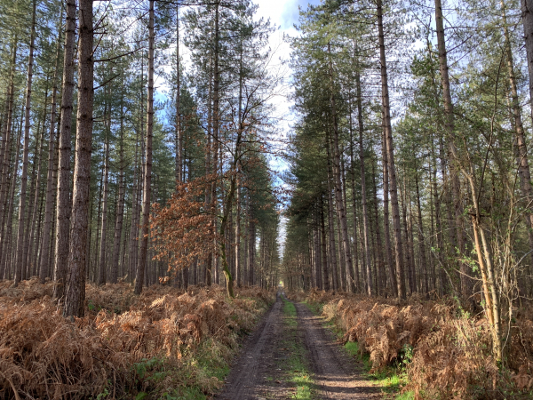 Bois des loquerais sur les GR26 et GR224.