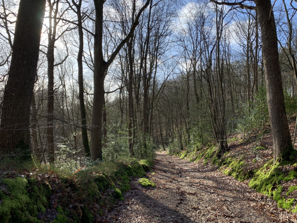 Bois de Maubuisson, descente vers Serquigny.