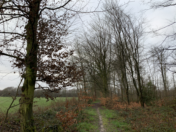 Après l'ancienne maison forestière des Maisons Blanches, nous entrons en forêt domaniale de Lyons.