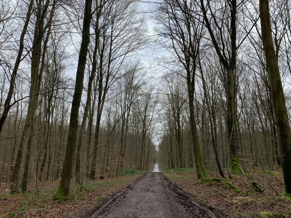 Au Carrefour des Quatres Cantons, nous décidons de suivre un chemin qui n'est pas sur la carte de notre appli IGN-rando. Vu sa direction, nous supposions qu'il nous conduirait aux Bordins. C'est bien le cas, et par un chemin plus agréable que celui de notre itinéraire de 2013.