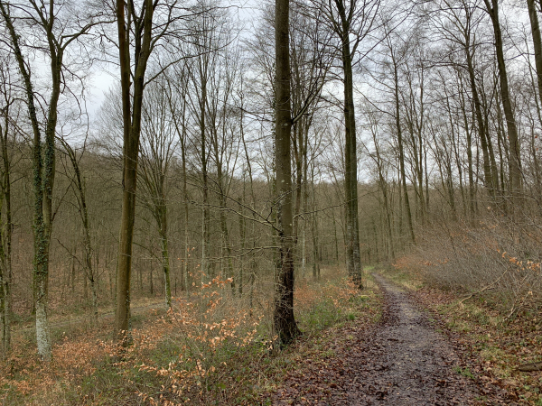 Nous descendons vers la route forestière Sainte-Catherine, que l'on distingue déjà dans le vallon.