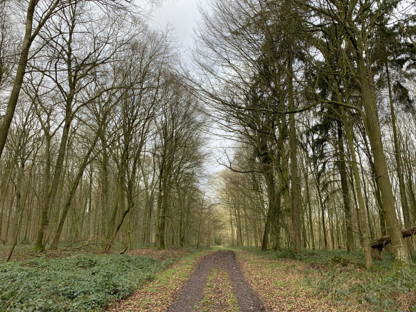 Nous suivons le bois des Ventes Légères, en forêt domaniale de Lyons, pour rejoindre Lorleau.