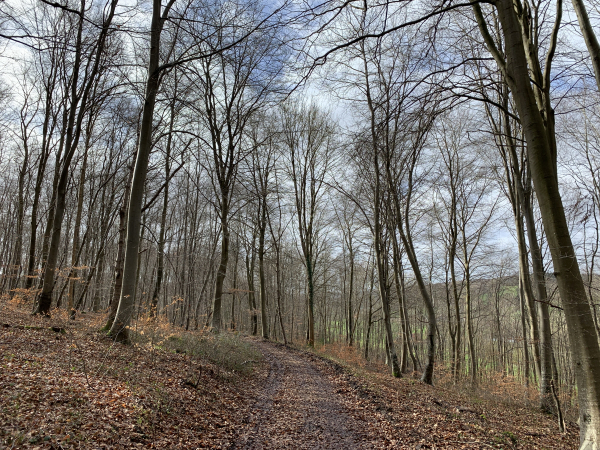 Après Lorleau, nous montons en forêt sur la colline de La Justice. De nombreuses collines, autour des villes, portent ces noms de Justice, Gibet, Pendu... Vestiges d'une justice impitoyable.