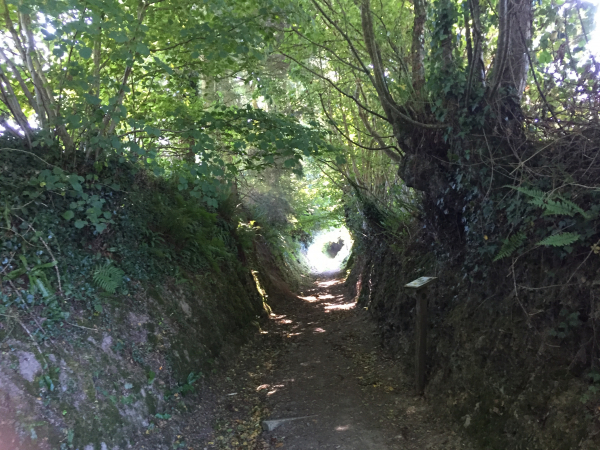 Peu après avoir quitté le centre de Marigny, nous sommes plongés dans l'ambiance : un superbe chemin creux bordé de haies vives. Des panneaux explicatifs ponctuent la balade.