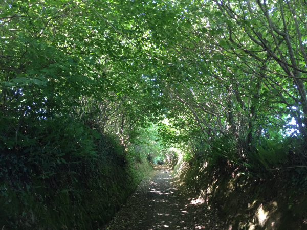 Un nouveau chemin creux. Difficile à croire, mais nous sommes au milieu de lotissements. La ville nouvelle de Marigny-le-Lozon a organisé son développement en préservant ses chemins creux.