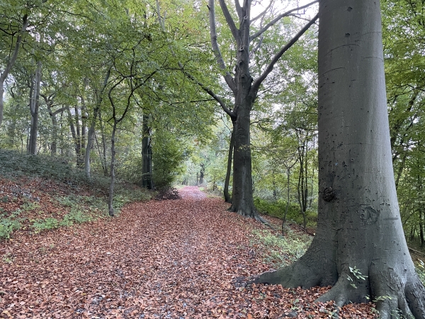Nous suivons la longue allée qui traverse la forêt départementale du Bois l'Archevêque.