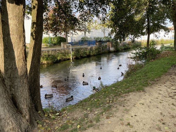La promenade le long du Cailly est vraiment délicieuse. Elle doit être fréquentée si l'on en juge par la placidité des canards à notre passage.