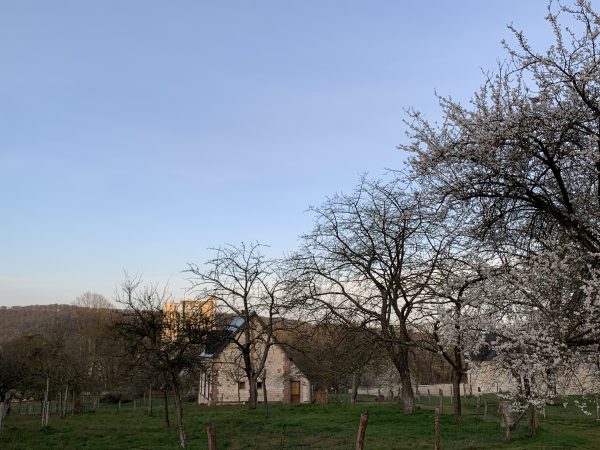 Derrière les pommiers en fleurs, on distingue les ruines des tours romanes de l'abbatiale Notre-Dame.