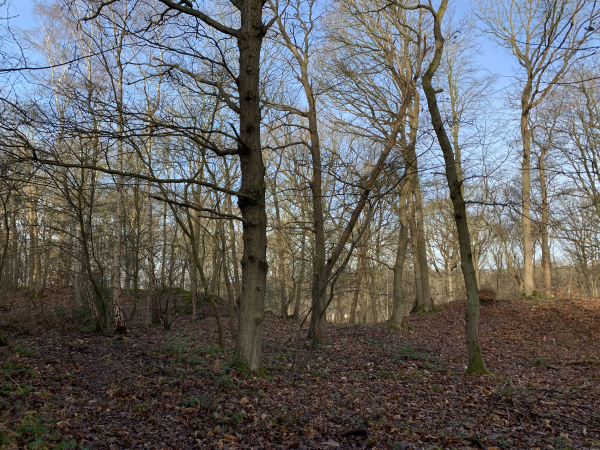 Observez bien ce talus en face de nous, creusé en son centre pour laisser passer le chemin que nous allons rejoindre. Ce talus est ce qu'il reste du Fossé Saint-Philibert, enceinte nord de la presqu'île. Lire, à ce sujet, les articles du Canard de Duclair sur Jumièges.