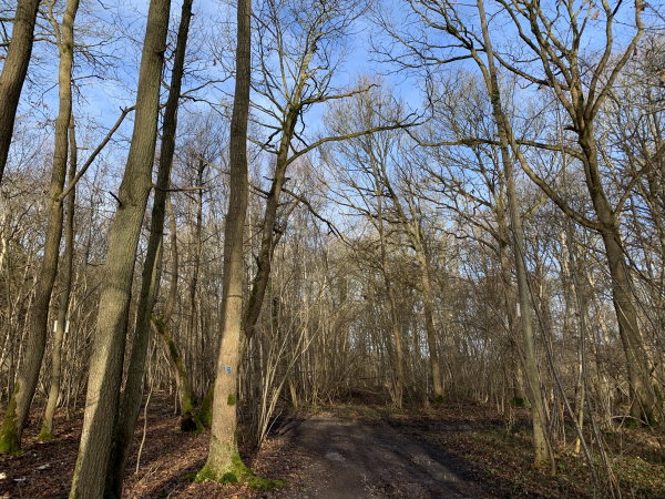 Dans le Bois du Grand Désert, le fléchage bleu nous indique de prendre à gauche au carrefour de chemins.