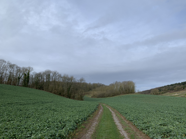 Nous quittons la Vallée Montainval pour suivre la Vallée du Four à Chaux qui monte vers une nouvelle colline boisée.
