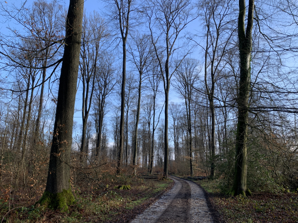 Nous suivons maintenant la route forestière de la Pierre Fortelle.