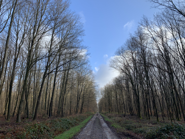 La route forestière suivante est celle des Taisnières. Cette longue allée va nous conduire jusqu'au sud de la Grand-Fray.