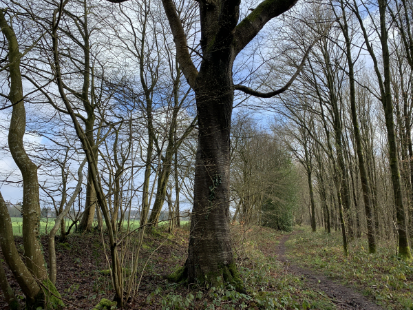 Nous longeons maintenant la lisière en bordure de la plaine de la Grand-Fray.