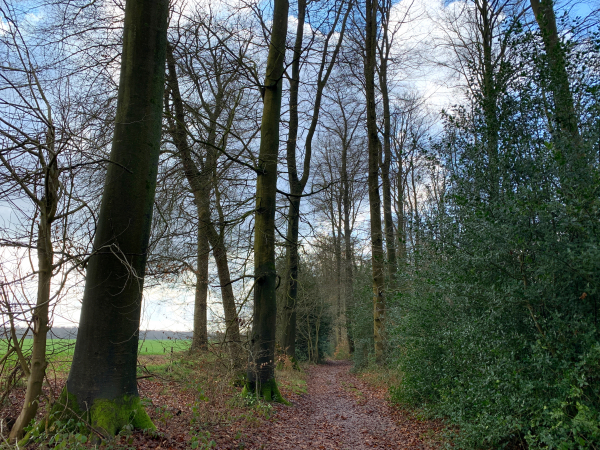 Toujours en lisière, nous marchons maintenant non loin du Tronquay. Nous allons descendre le Val Bagnard pour rejoindre Lyons.