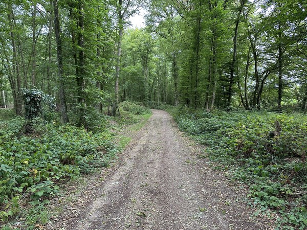 Le circuit du Bois aux Vignes et une belle balade forestière.