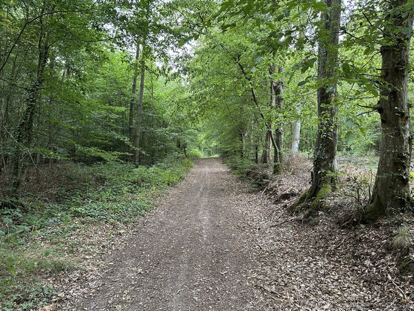Nous avons tourné vers l'est dans le bois des Routieux.