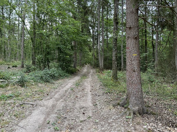 Dans le bois des Angles nous découvrons la première balise jaune du circuit du Bois aux Vignes.