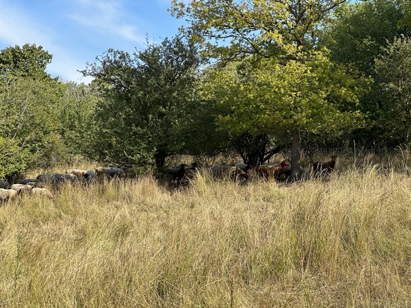 Nous allons descendre les coteaux de Nétreville, classés Natura 2000. Les coteaux sont entretenus par des moutons, qui font maintenant leur pause matinale à l'ombre.