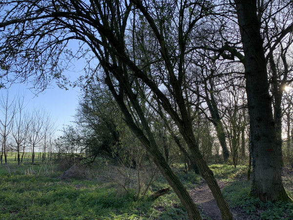 Notre chemin longe la lisière du bois, à proximité du château de Bigards.