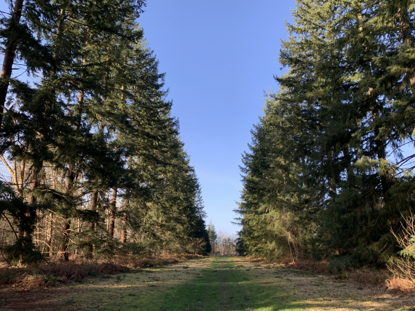 Cette grande allée prolonge celle du château de Bigards. Le bois appartenait au château, c'est désormais une propriété communale depuis 30 ans. La commune a déjà remplanté plus de 1000 arbres d'essences différentes (hêtres, chênes, châtaigniers, cèdres, pins).
