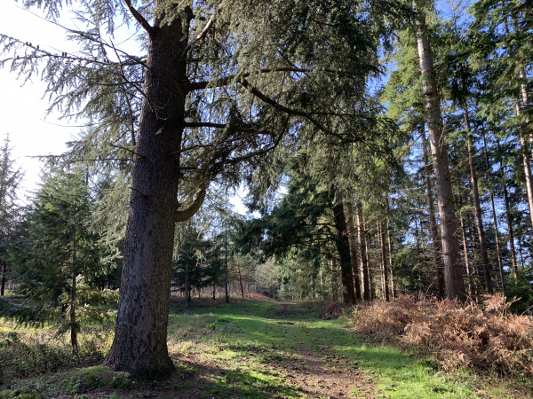 Depuis la rue de la Cavée aux Anes, nous n'avons pas quitté les chemins forestiers.