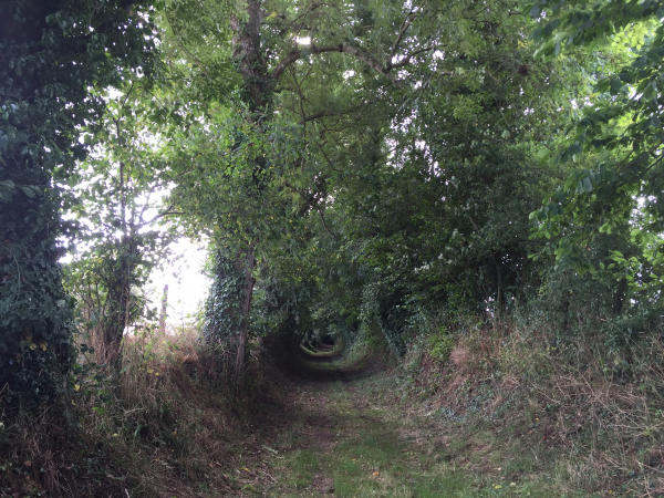 Après un passage sur la D349, nous retrouvons les chemins après la Croix des Touches.