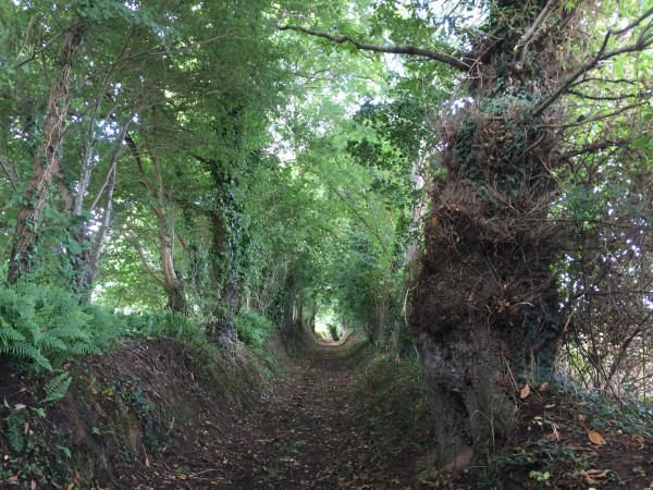 Nous arrivons au Torvet par l'un de ces chemins creux qui font le plaisir des randos dans le bocage Coutançais.